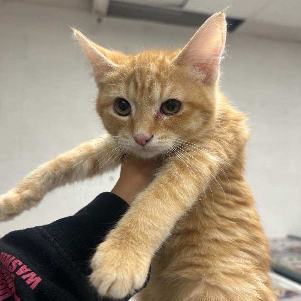 Shrimply, Adoptable, Kitten Female Domestic Short Hair.