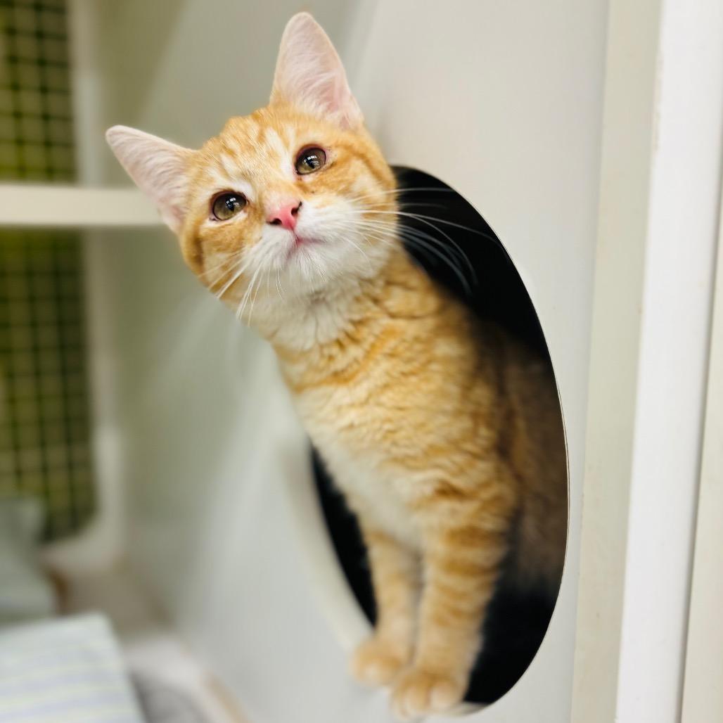 Shrimply, a Adoptable Domestic Short Hair in Woodbury, NJ image 2/2