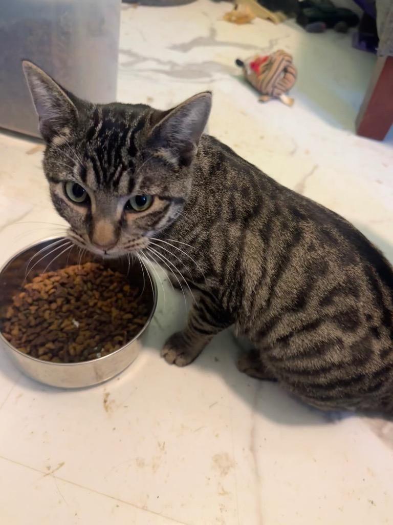 Laken, Adoptable, Kitten Female Domestic Short Hair.