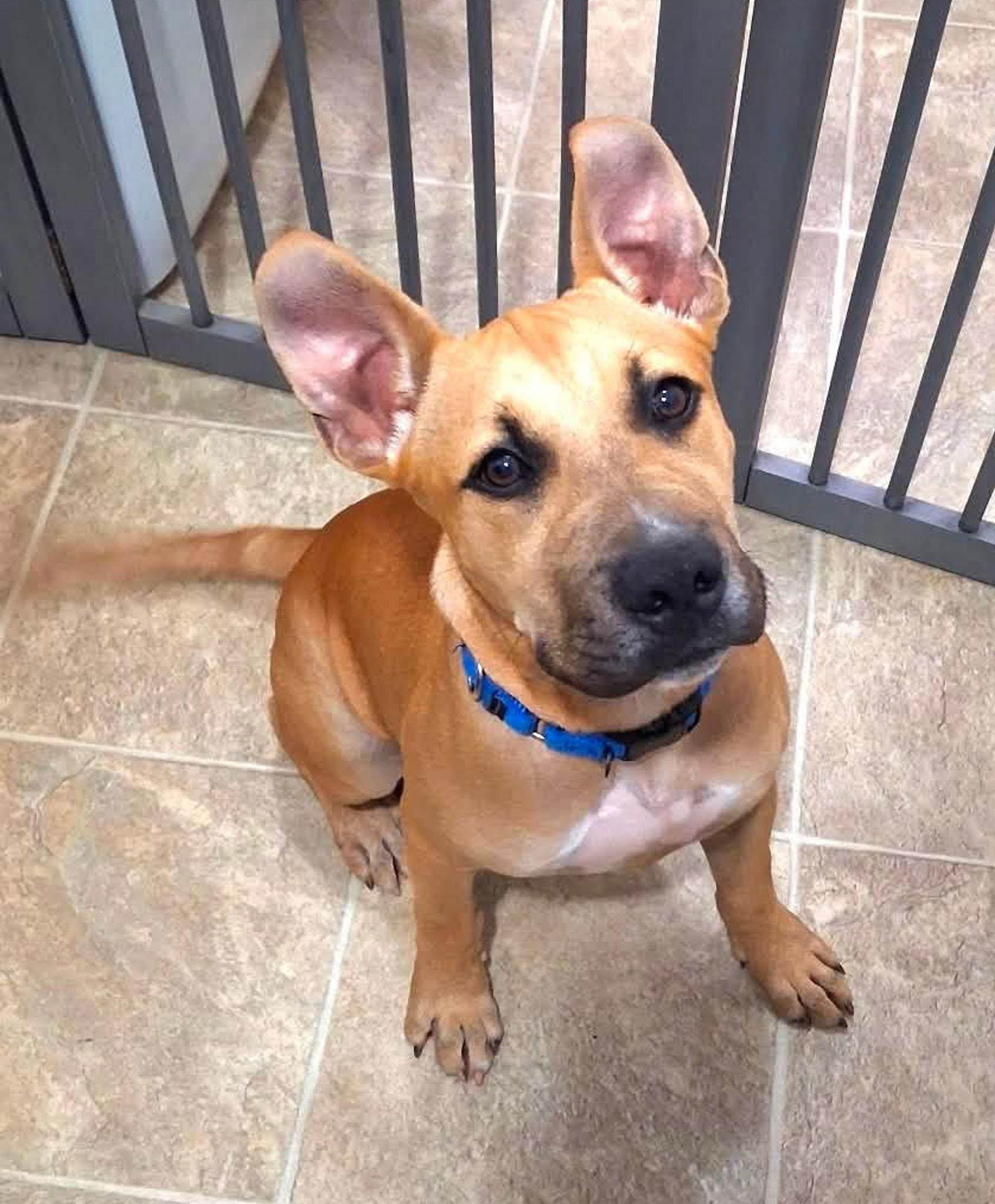 Enlarge Scrappy, a Adopted mixed breed in Albany, NY image 4/6