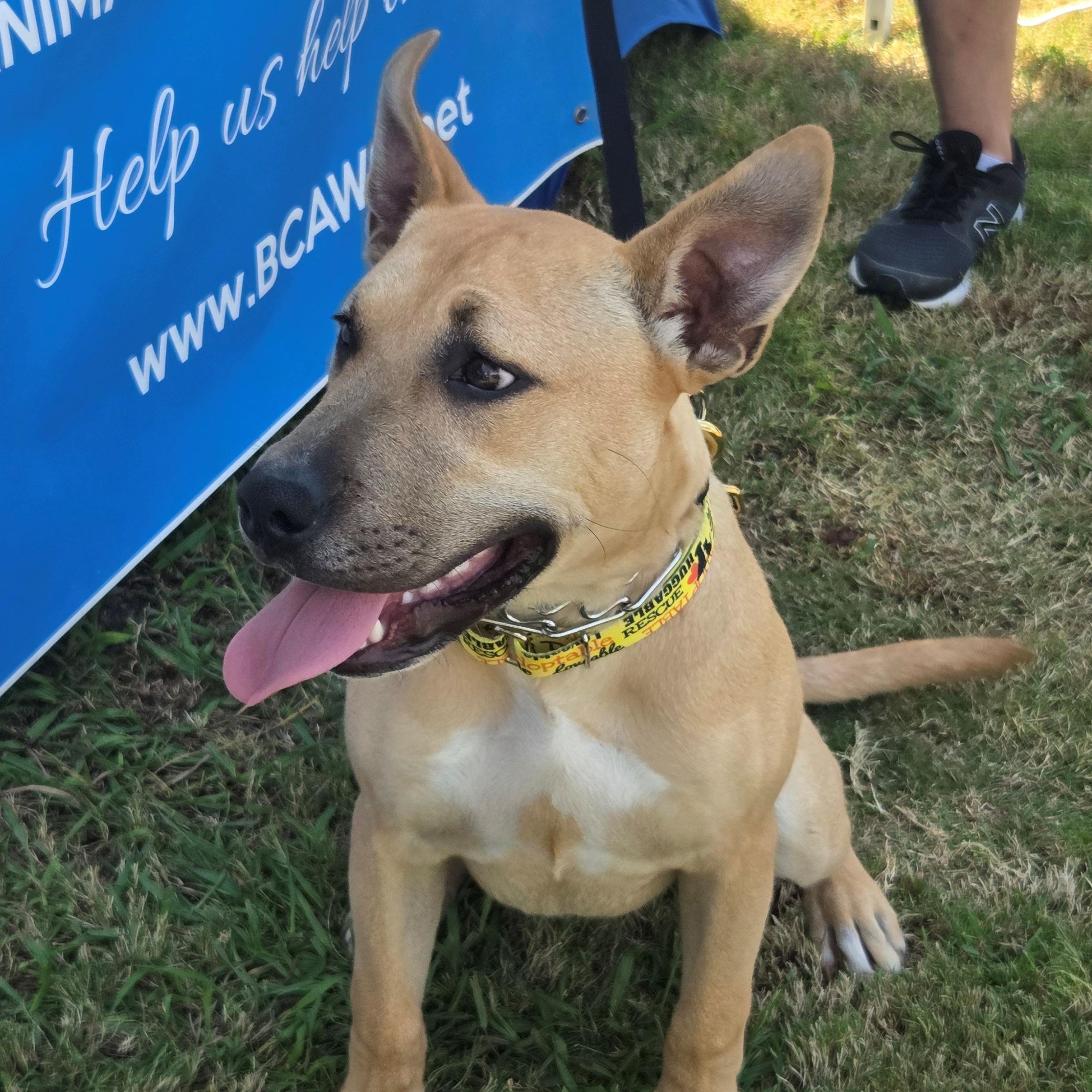 Enlarge Scrappy, a Adopted mixed breed in Albany, NY image 5/6
