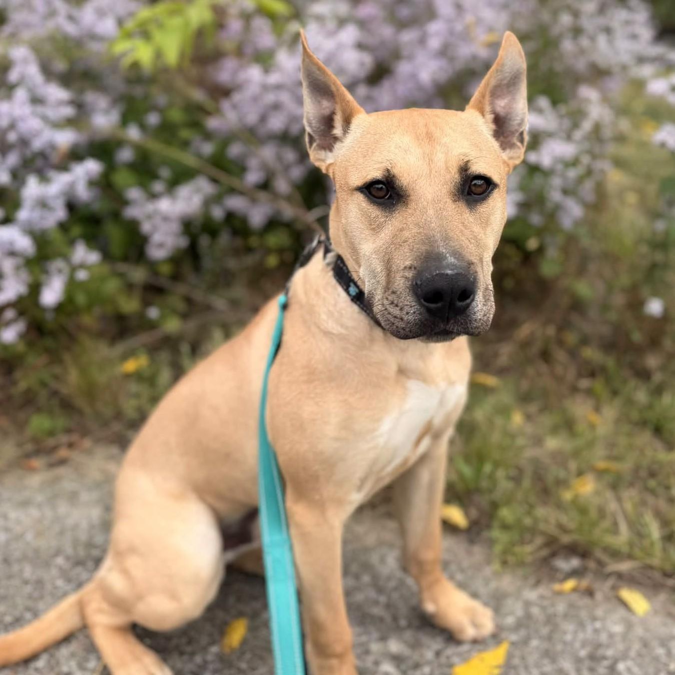 Enlarge Scrappy, a Adopted mixed breed in Albany, NY image 1/6