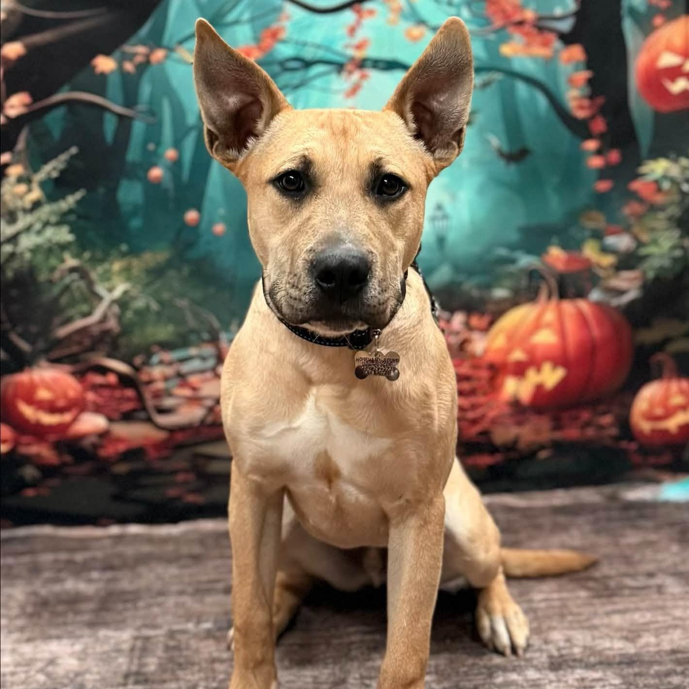 Enlarge Scrappy, a Adopted mixed breed in Albany, NY image 2/6