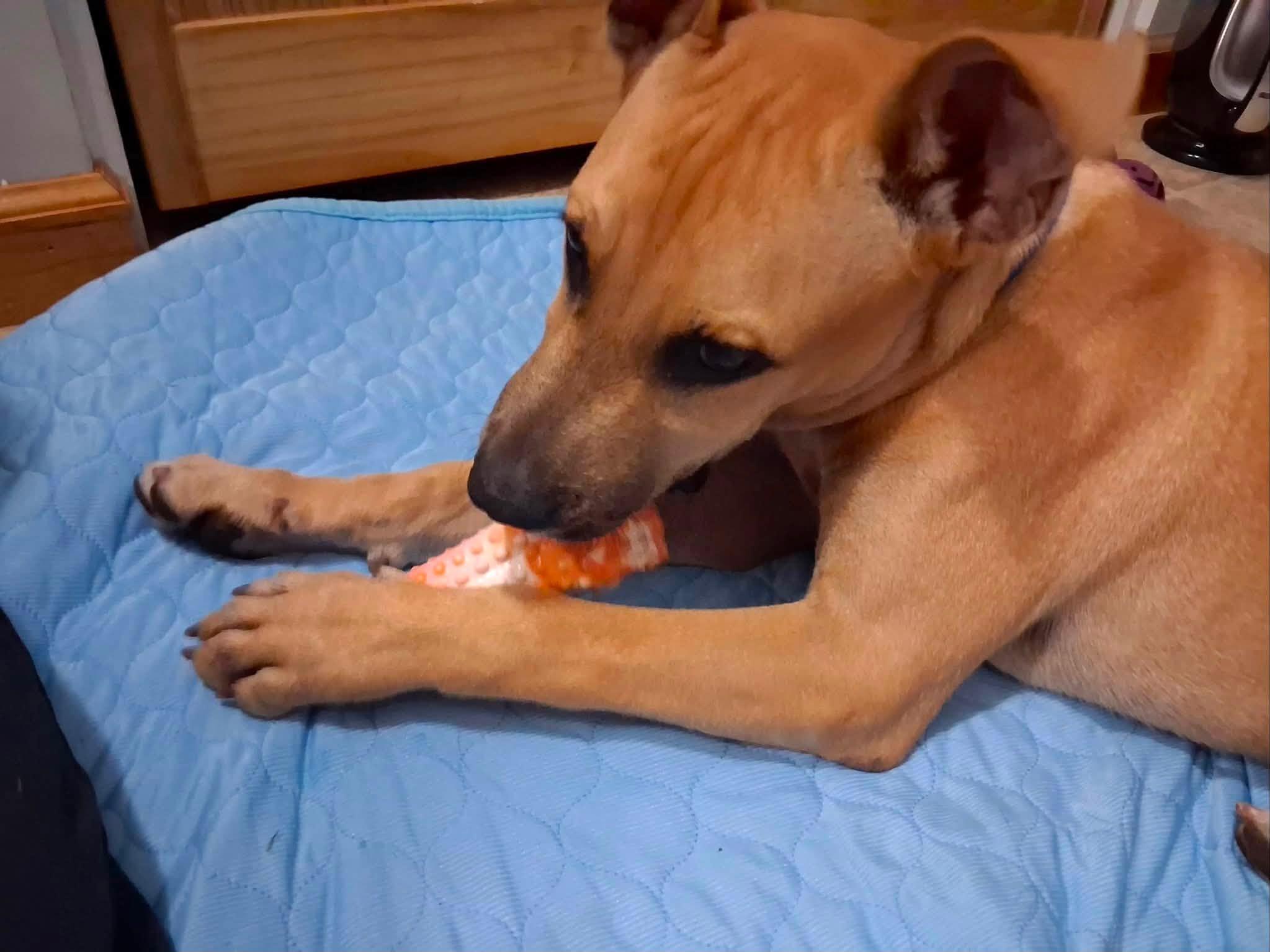 Enlarge Scrappy, a Adopted mixed breed in Albany, NY image 6/6