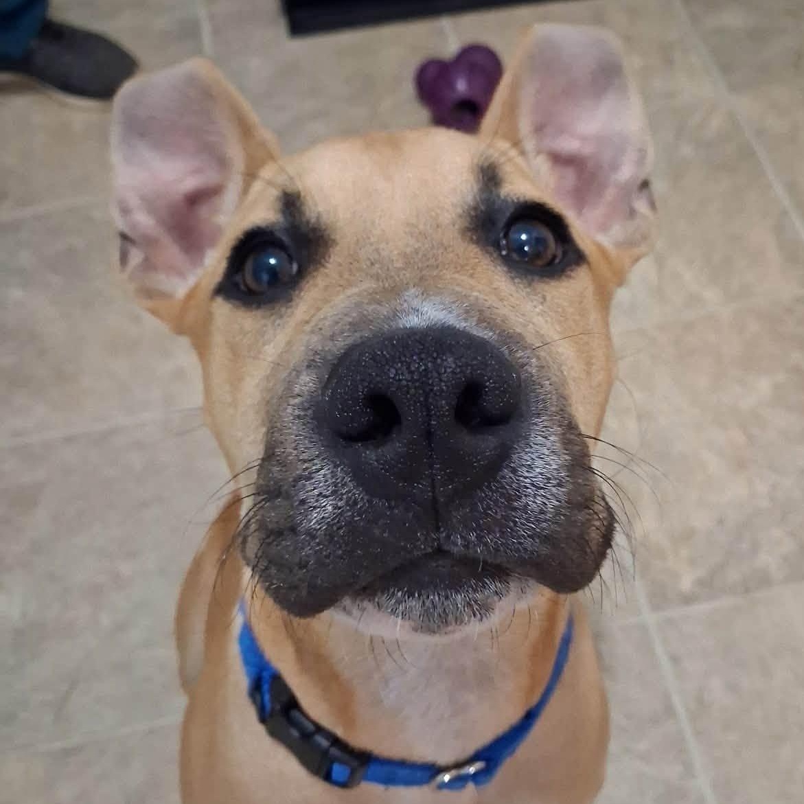 Enlarge Scrappy, a Adopted mixed breed in Albany, NY image 3/6