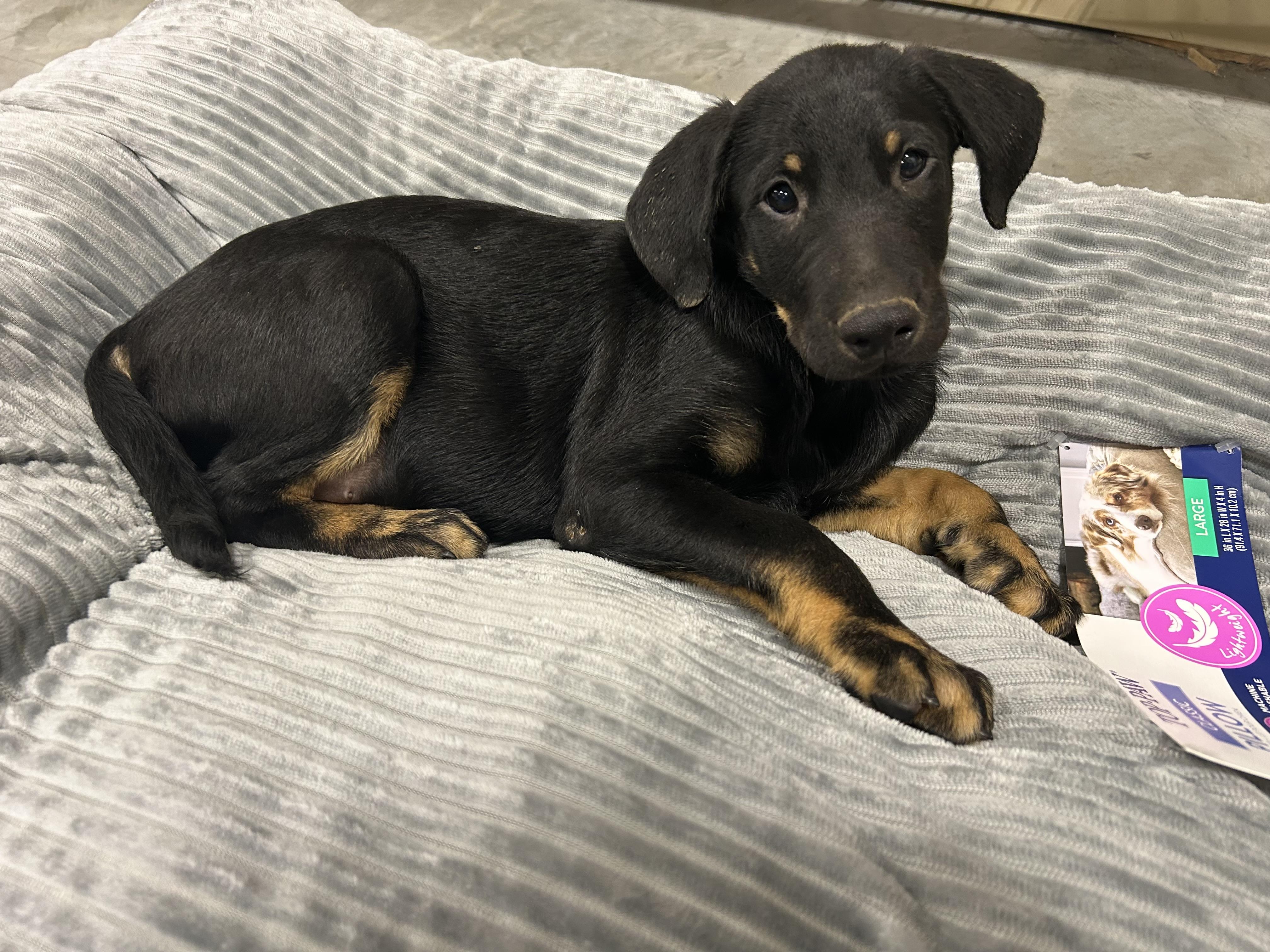 Moe, an adoptable Labradoodle, Black Labrador Retriever in Baker, LA, 70714 | Photo Image 1