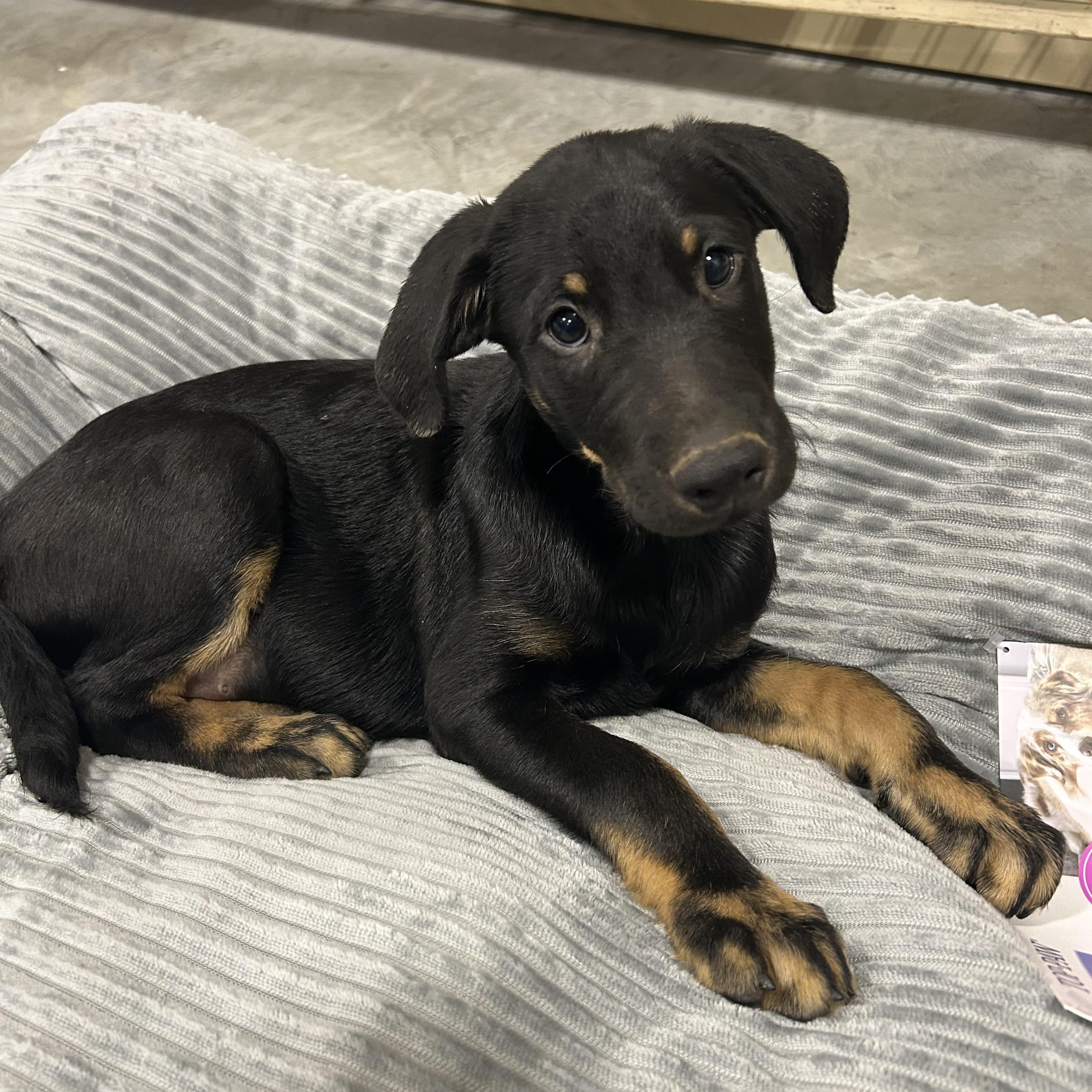 Moe, an adoptable Labradoodle, Black Labrador Retriever in Baker, LA, 70714 | Photo Image 4
