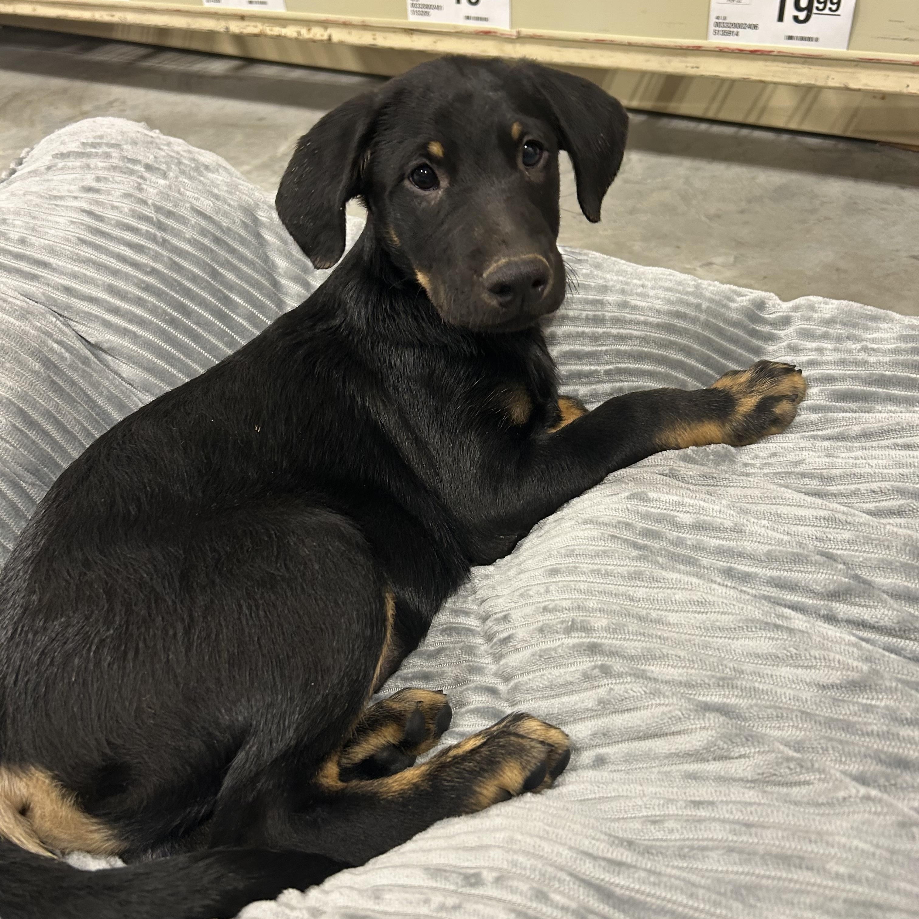 Moe, an adoptable Labradoodle, Black Labrador Retriever in Baker, LA, 70714 | Photo Image 3