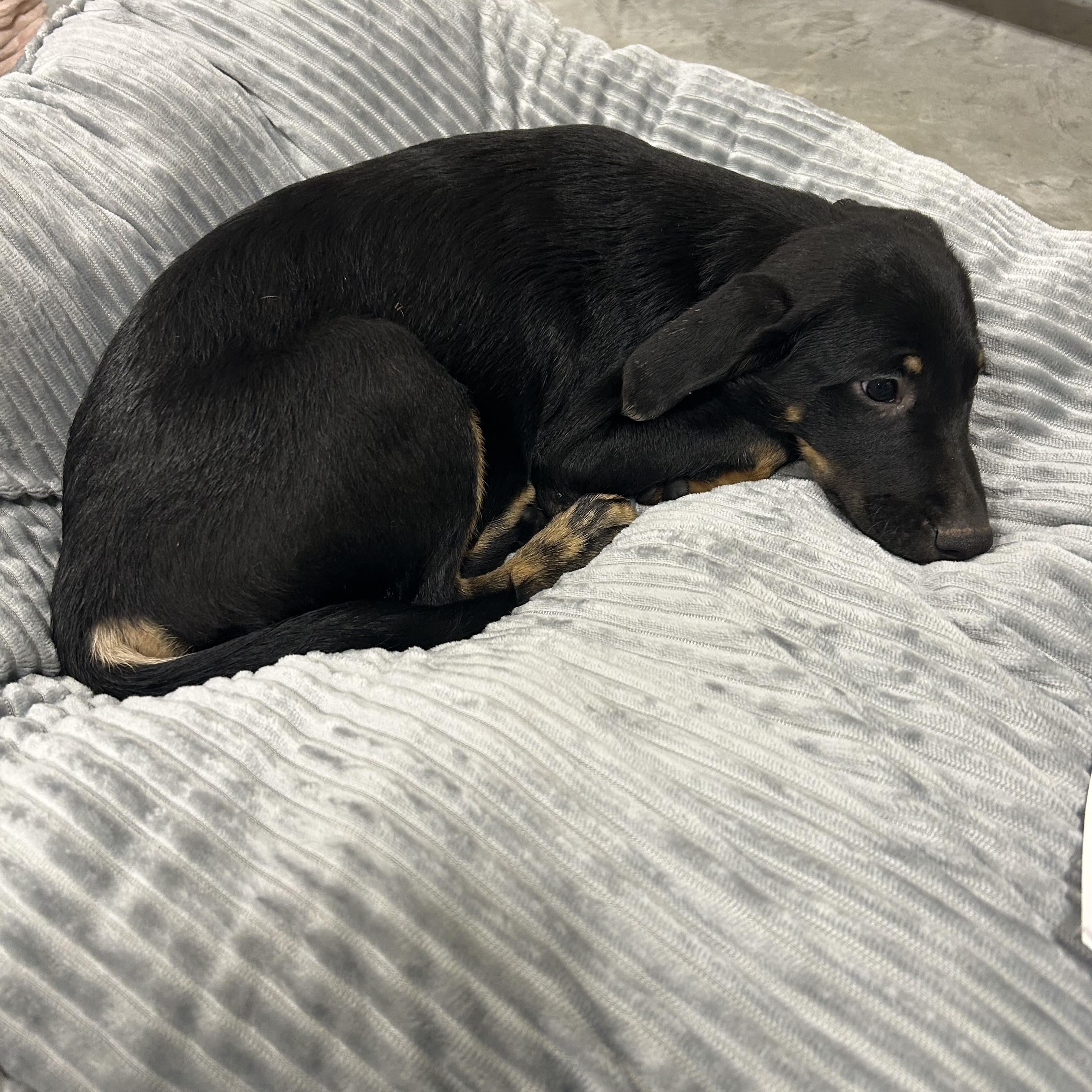 Moe, an adoptable Labradoodle, Black Labrador Retriever in Baker, LA, 70714 | Photo Image 2
