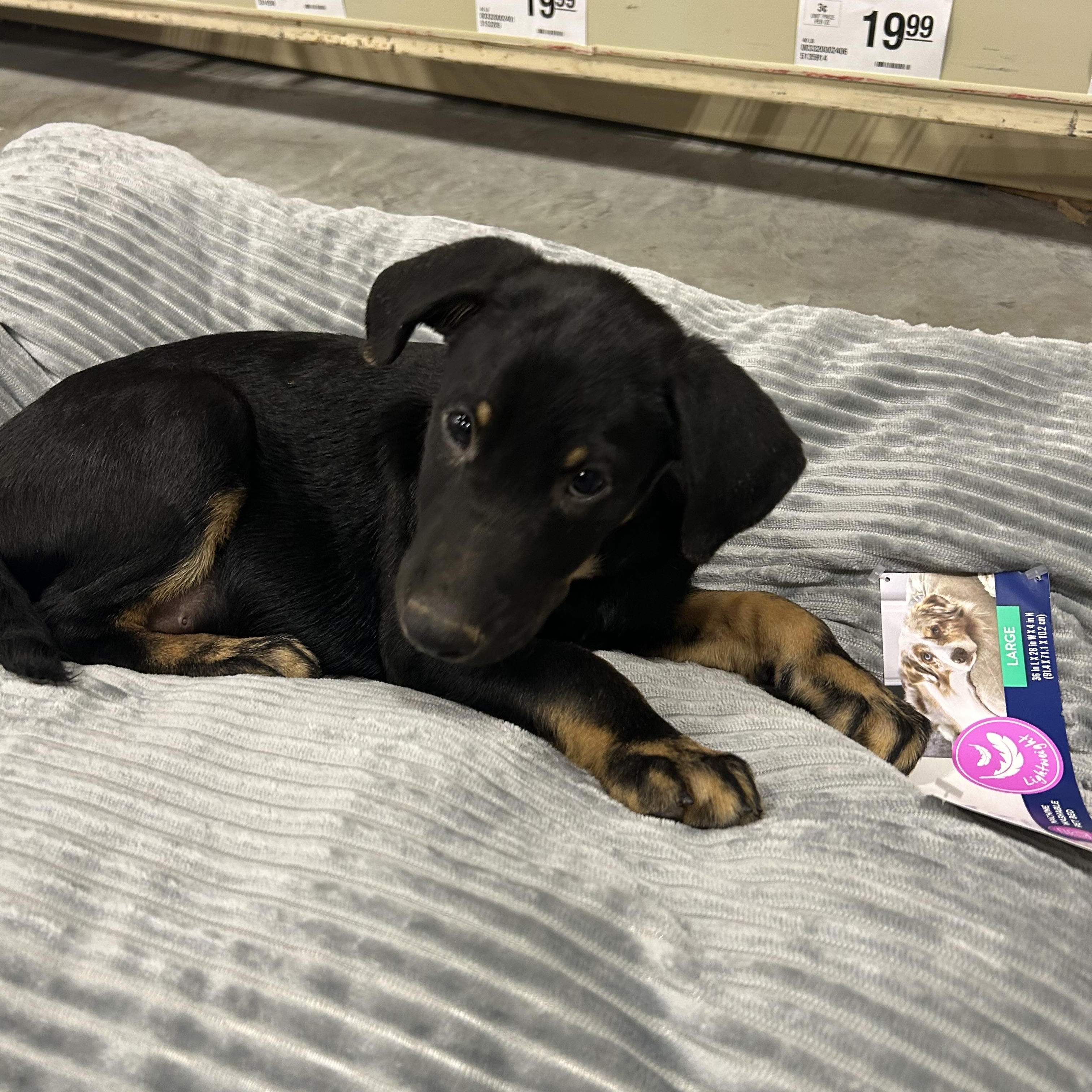 Moe, an adoptable Labradoodle, Black Labrador Retriever in Baker, LA, 70714 | Photo Image 5