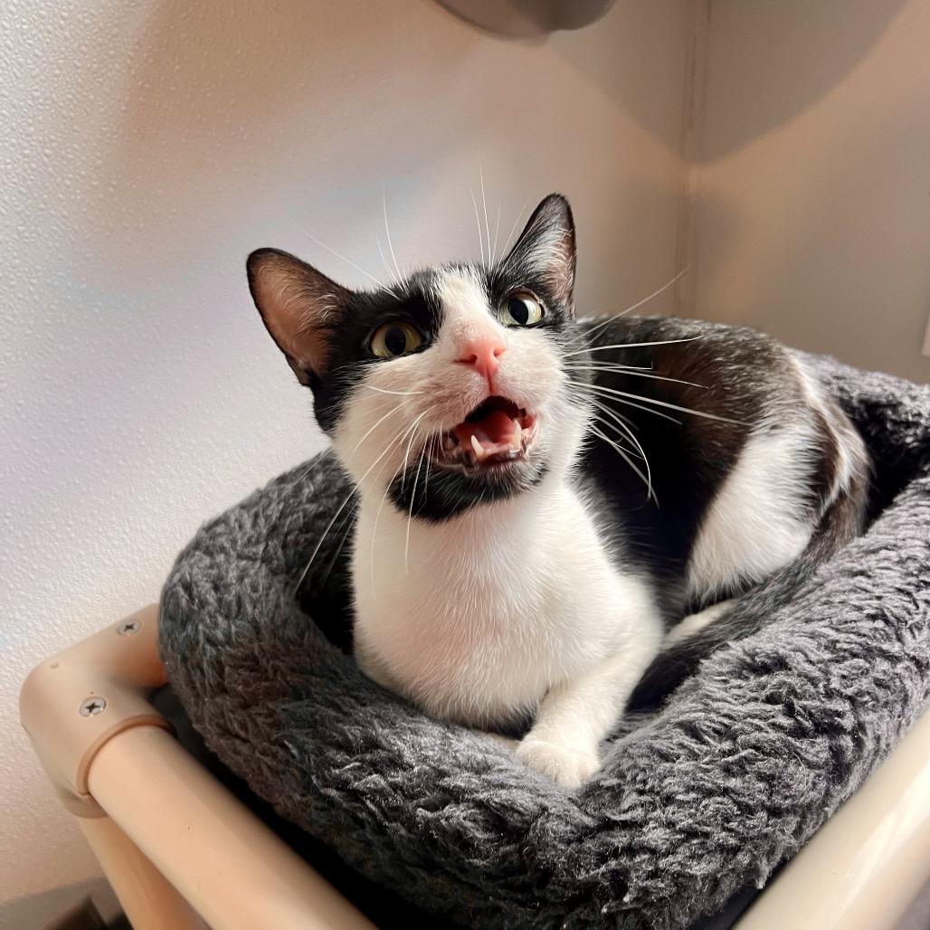 Liebe, Adoptable, Adult Female Domestic Short Hair.