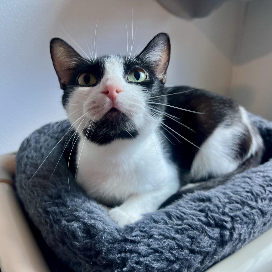 Enlarge Liebe, a Adoptable Domestic Short Hair in Arden, NC image 2/2