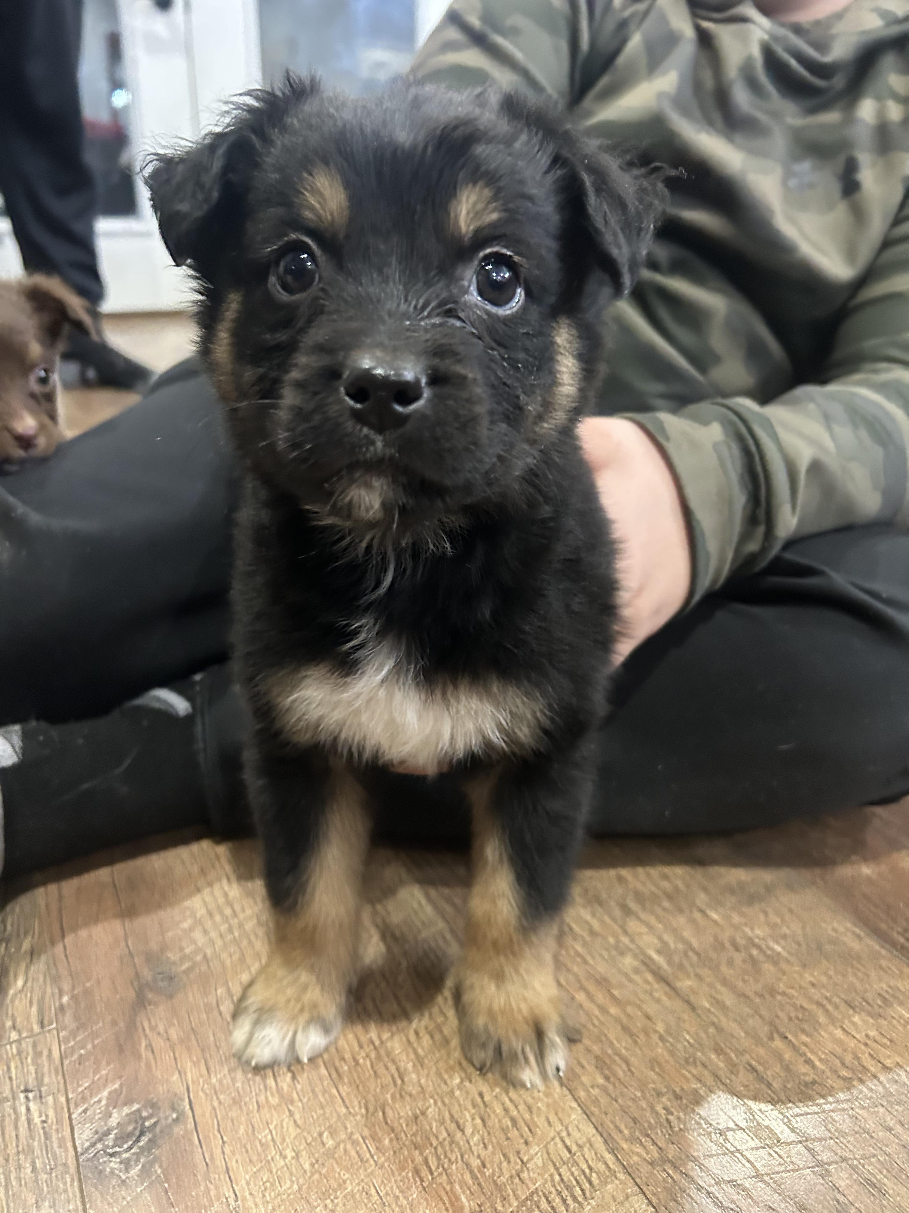 Enlarge Bean, an adopted mixed breed in Stormville, NY image 1/1