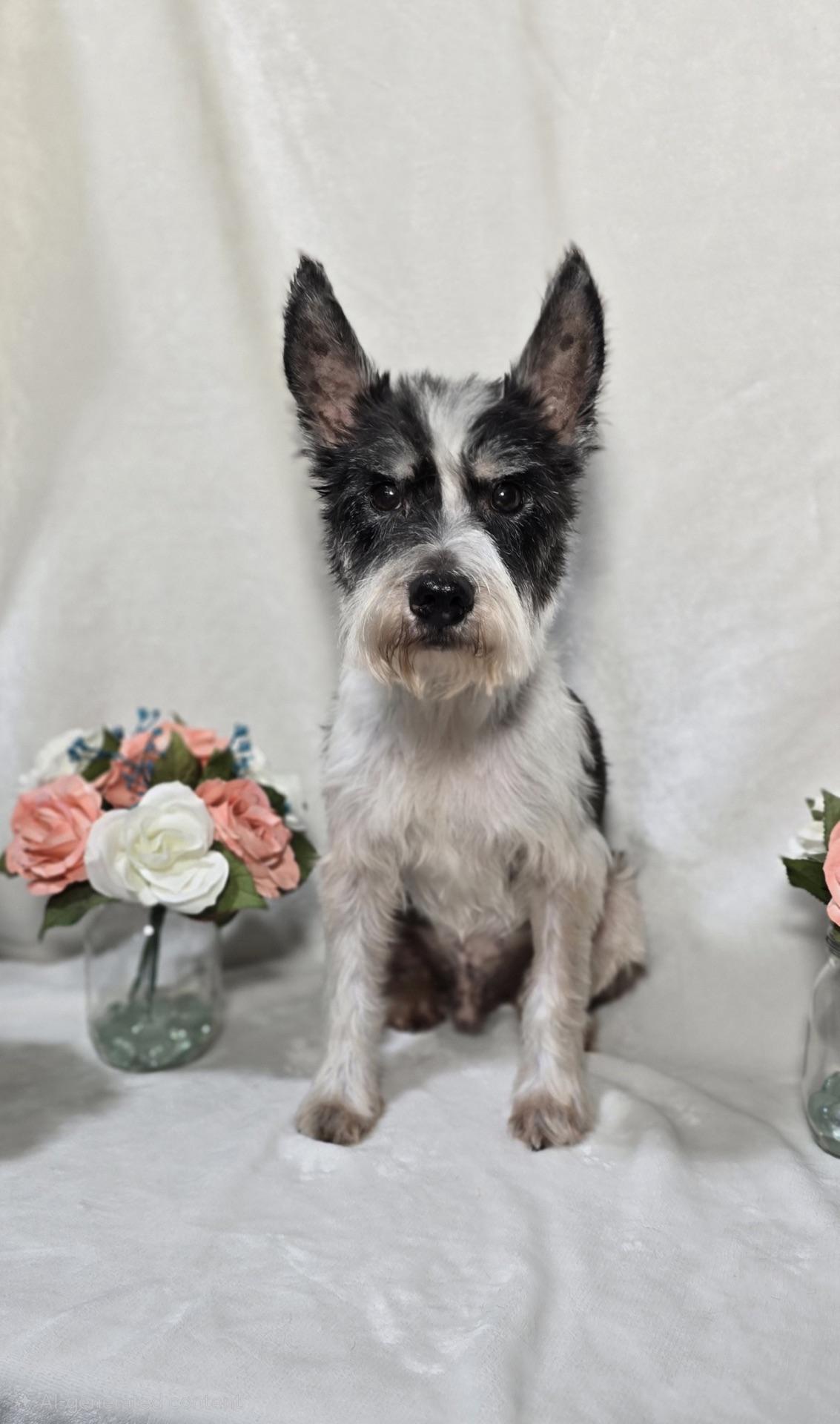 George, Adoptable, Senior Male Miniature Schnauzer.