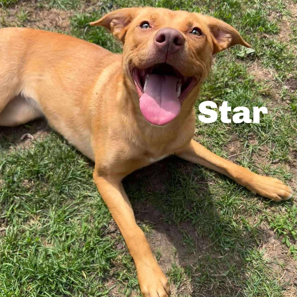 Enlarge Star 250270, a Adoptable Mixed Breed in Escanaba, MI image 1/3