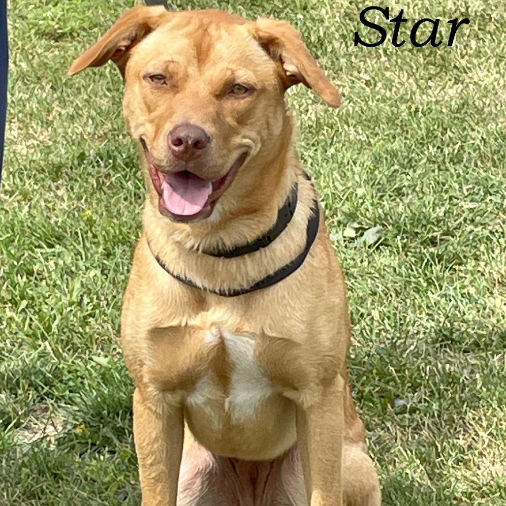 Enlarge Star 250270, a Adoptable Mixed Breed in Escanaba, MI image 2/3