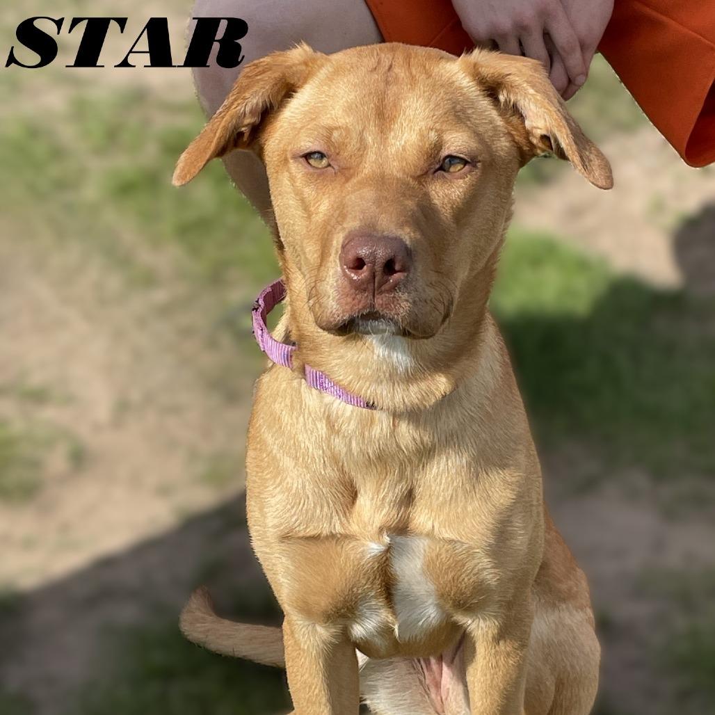 Enlarge Star 250270, a Adoptable Mixed Breed in Escanaba, MI image 3/3