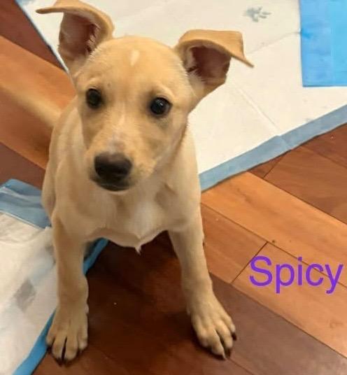 Enlarge Spicy, a Adoptable mixed breed in Newnan, GA image 1/5