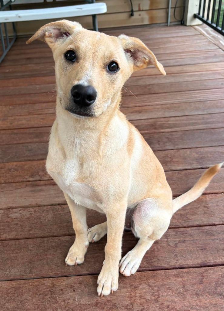 Enlarge Spicy, a Adoptable mixed breed in Newnan, GA image 3/5