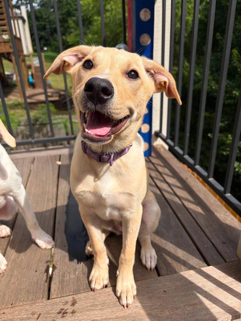 Enlarge Spicy, a Adoptable mixed breed in Newnan, GA image 4/5