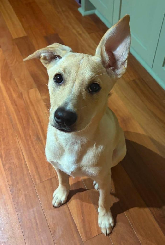 Enlarge Spicy, a Adoptable mixed breed in Newnan, GA image 5/5