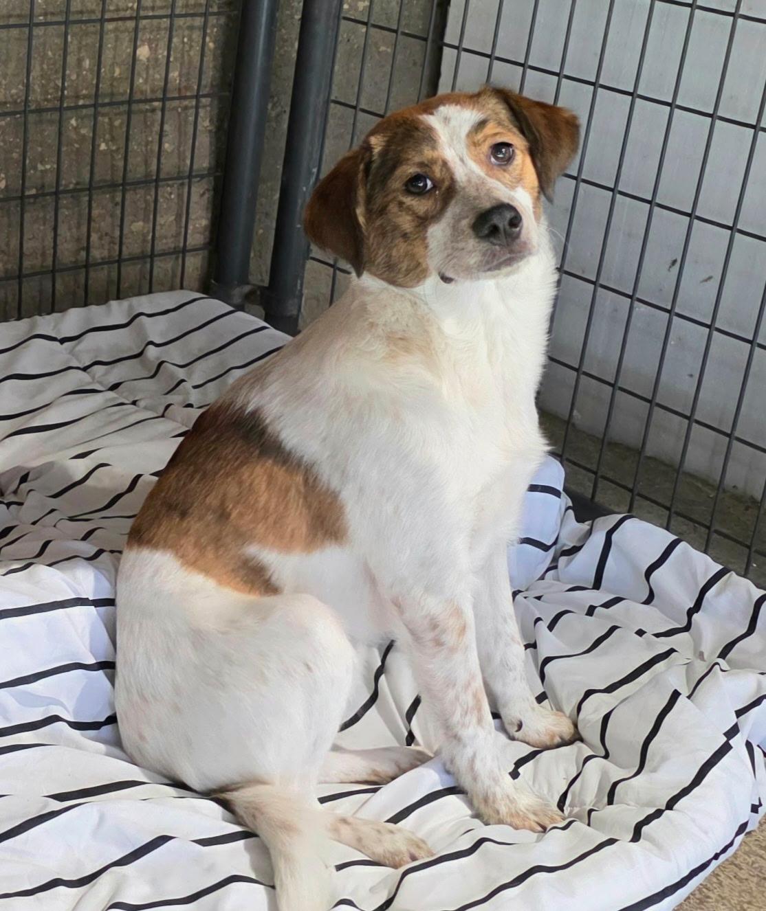 Heidi/Houndini, a ADOPTABLE mixed breed in Watertown, CT image 2/3