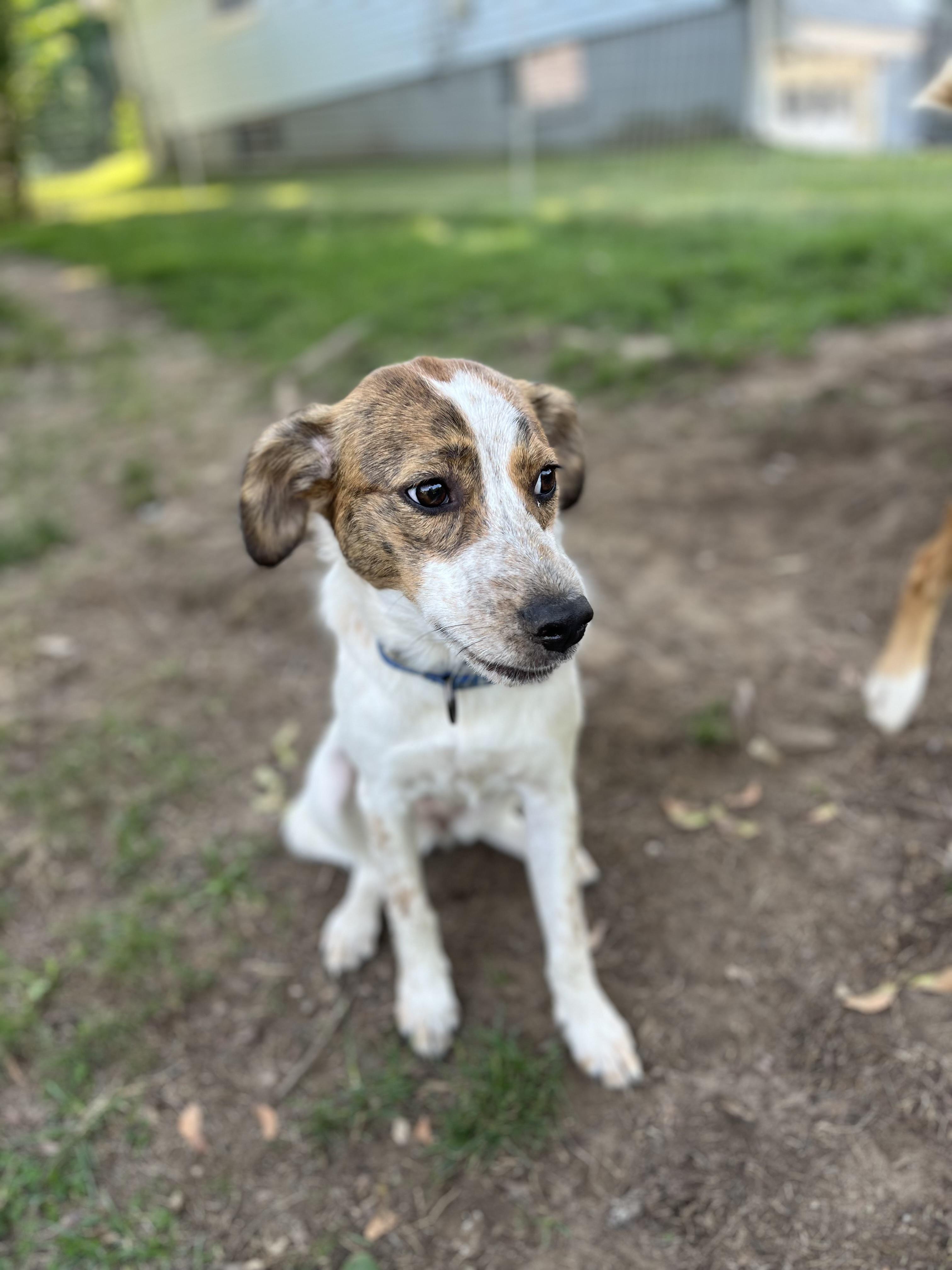 Heidi/Houndini, adoptable, Young Female Australian Shepherd & Cocker Spaniel.