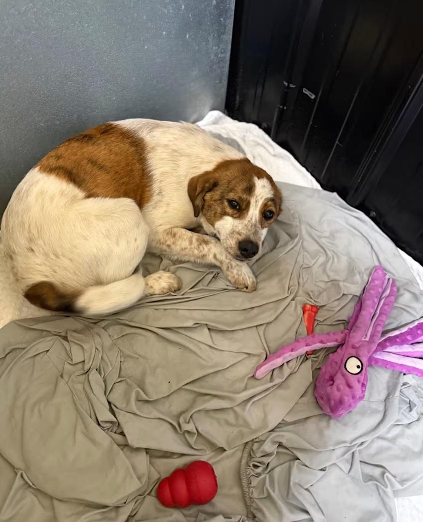 Heidi/Houndini, ADOPTABLE, Young Female Australian Shepherd & Cocker Spaniel.