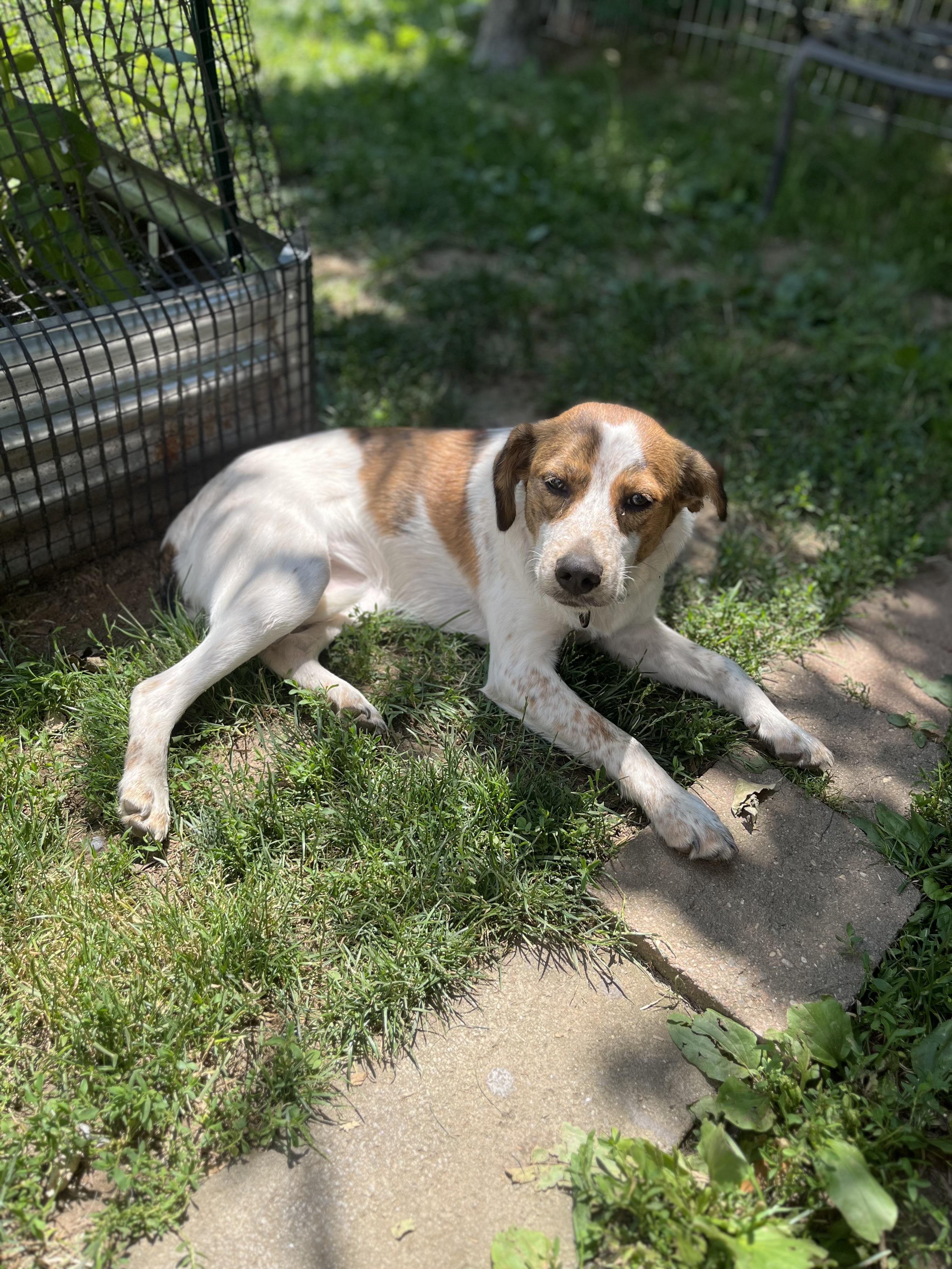 Heidi/Houndini, an adoptable mixed breed in Watertown, CT image 5/5