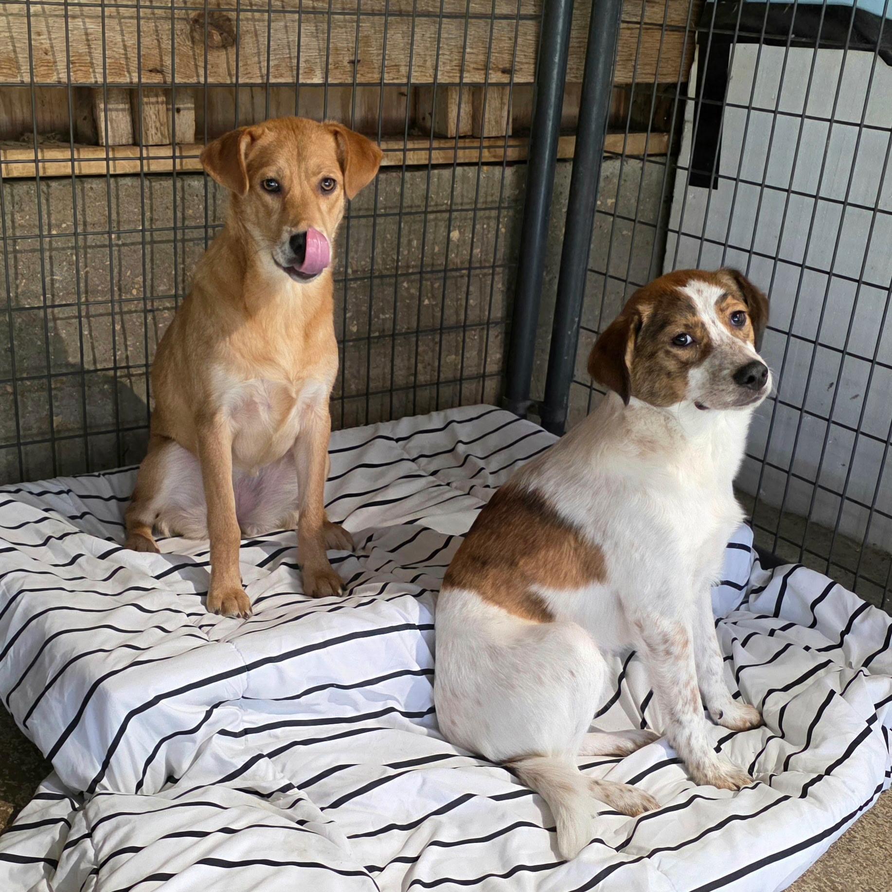 Heidi/Houndini, a ADOPTABLE mixed breed in Watertown, CT image 3/3