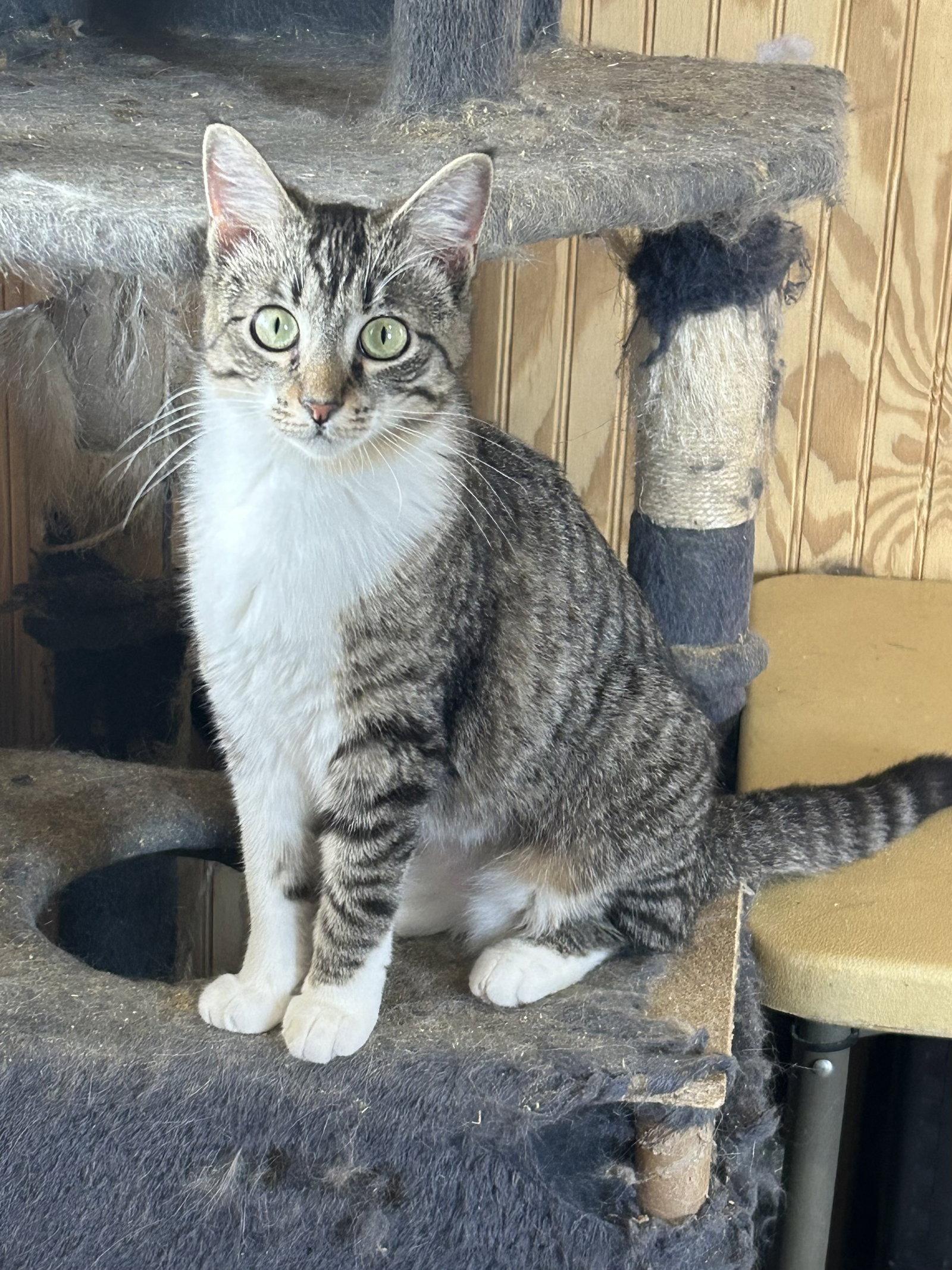 Enlarge Pippi, a Adopted Tabby in Plano, TX image 2/2