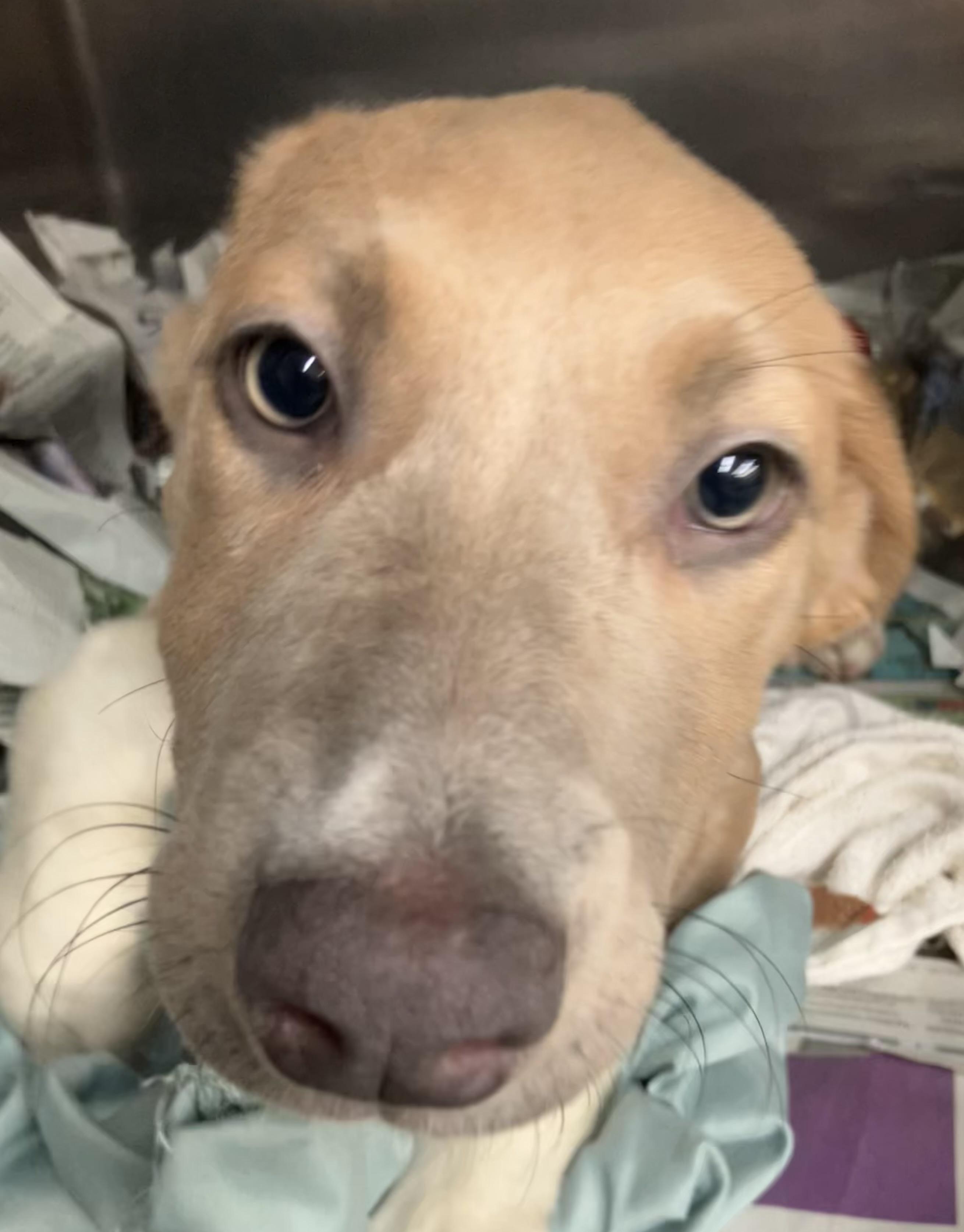 Posy, adopted, Puppy Female Mixed Breed.
