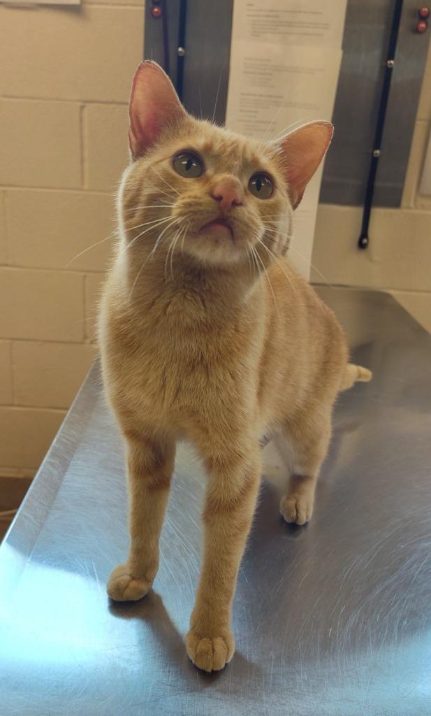 Enlarge Kira, a Adoptable mixed breed in Grand Forks, ND image 2/2