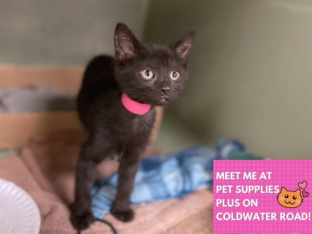 GABBY, Adoptable, Kitten Female Domestic Short Hair.