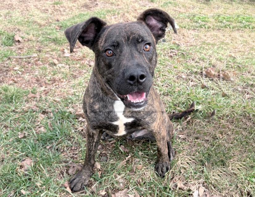 Enlarge Nobbs, a ADOPTABLE mixed breed in Columbus, IN image 1/2