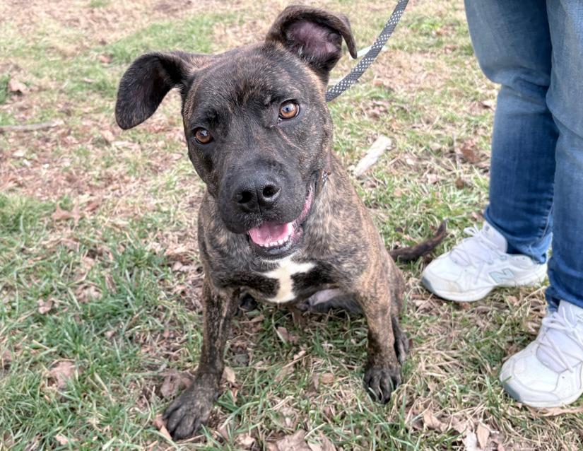 Enlarge Nobbs, a ADOPTABLE mixed breed in Columbus, IN image 2/2