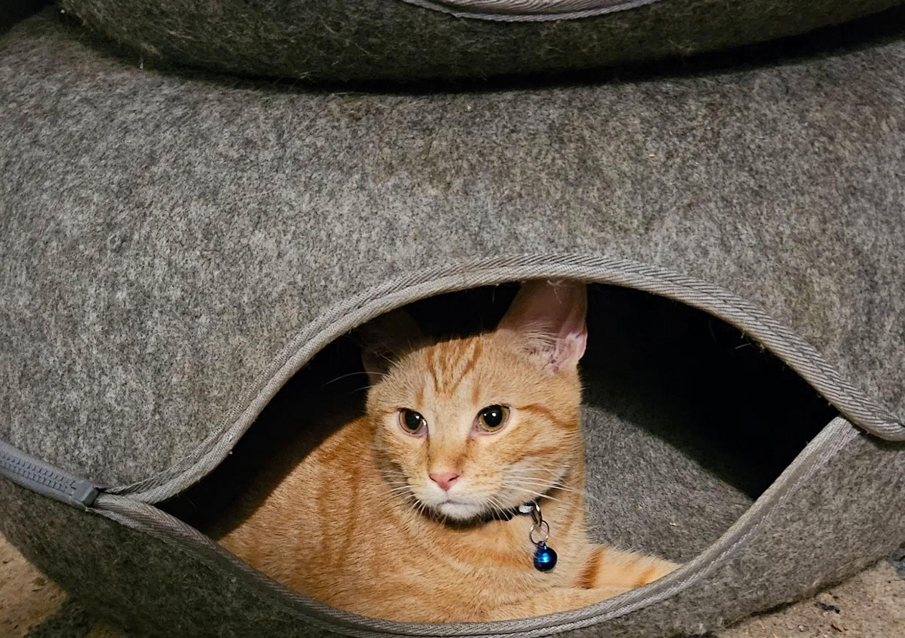 Waylon, Adopted, Kitten Male Domestic Short Hair.