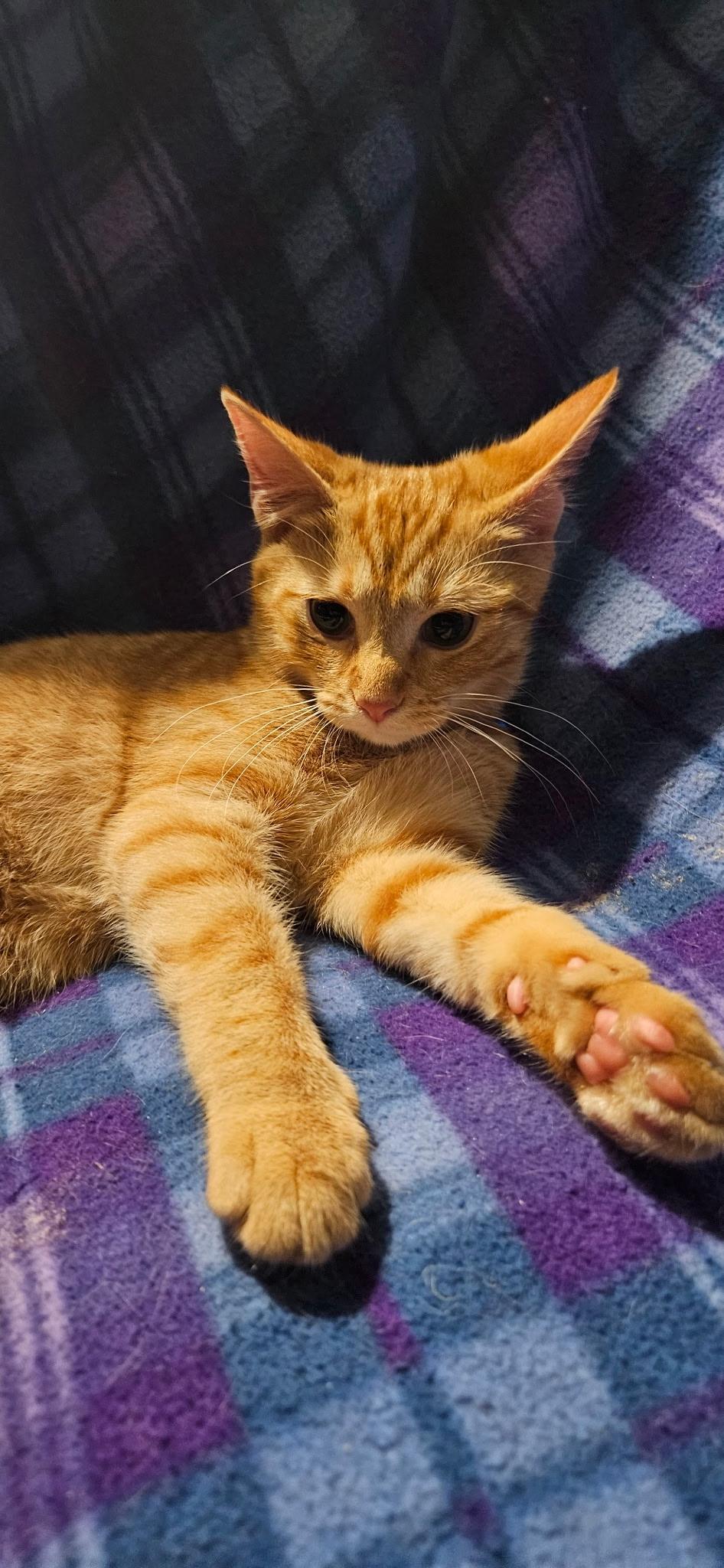 Enlarge Waylon, a Adopted Domestic Short Hair in Kirklin, IN image 2/5