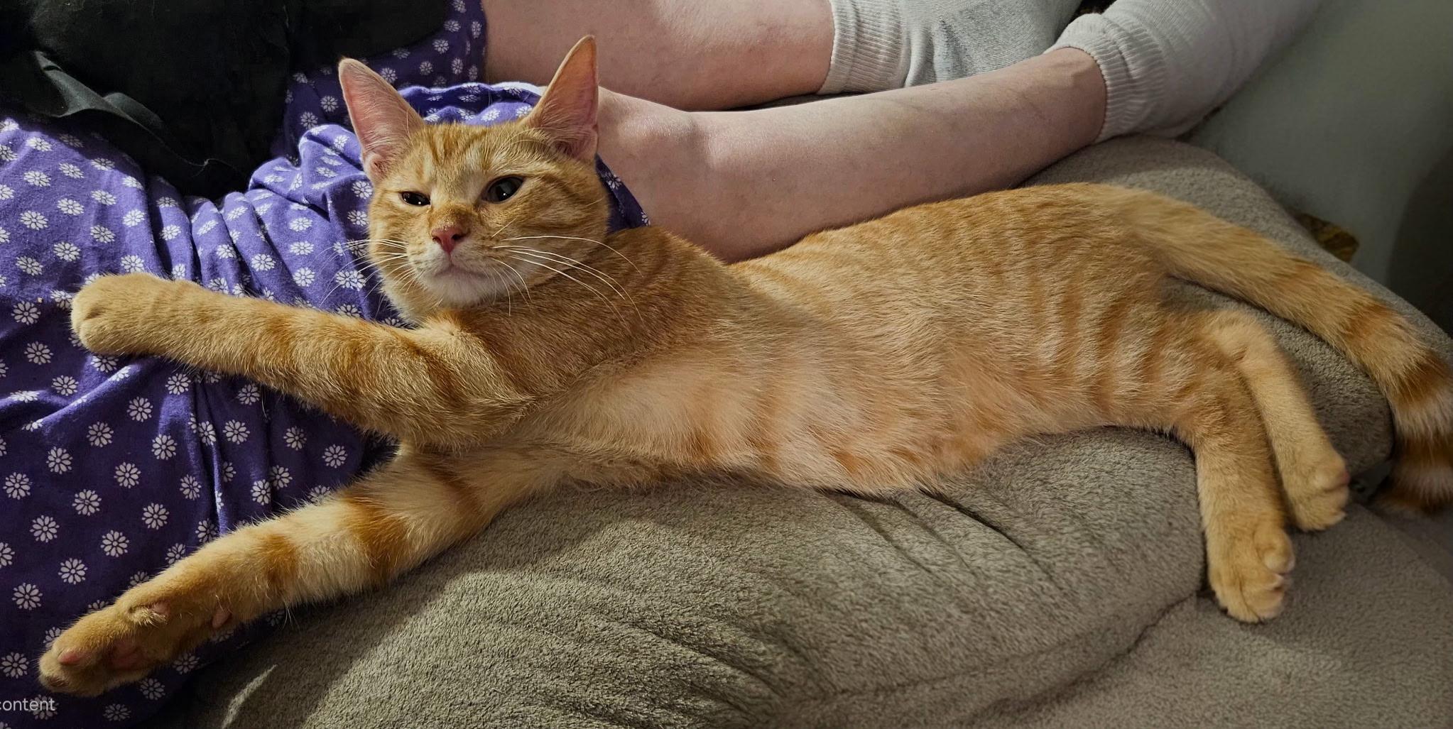 Enlarge Waylon, a Adopted Domestic Short Hair in Kirklin, IN image 3/5