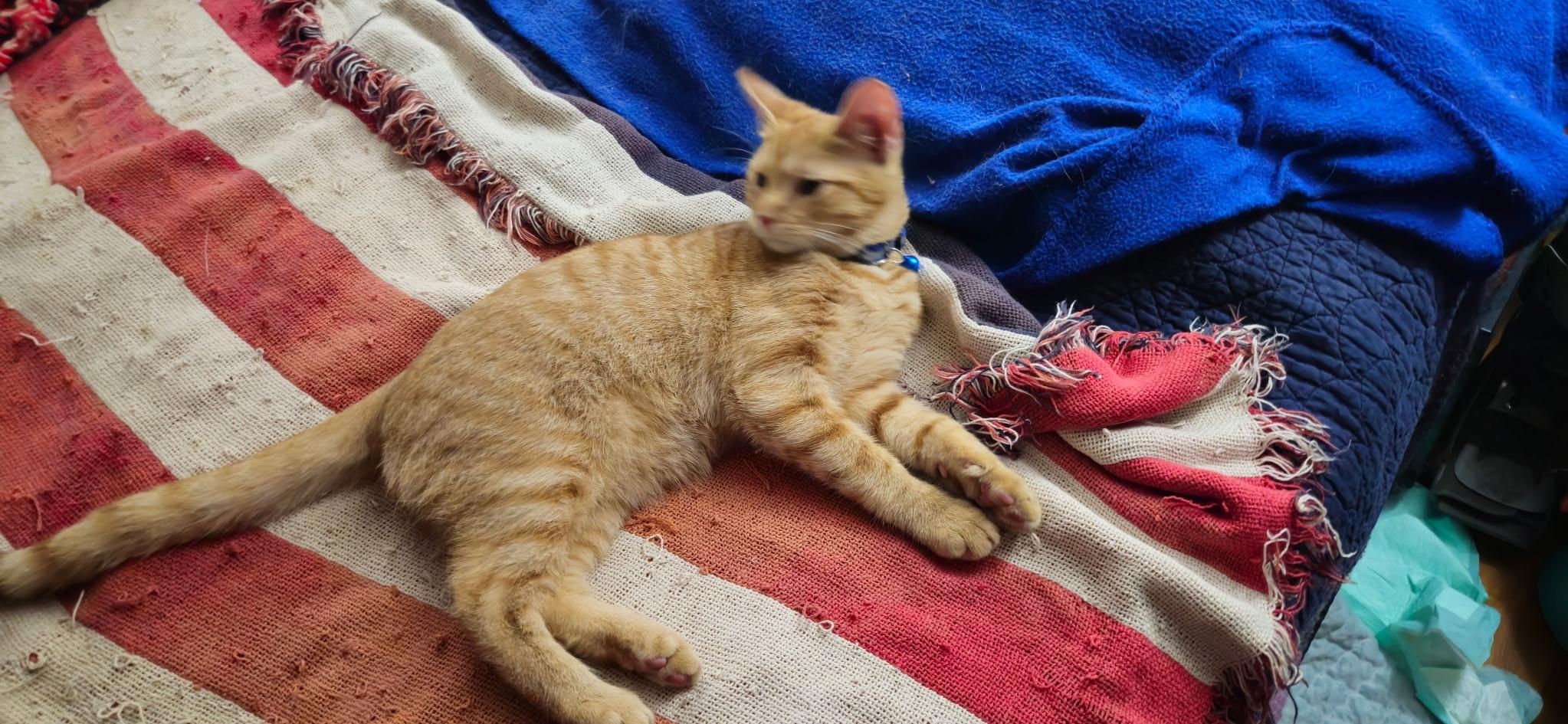 Enlarge Waylon, a Adopted Domestic Short Hair in Kirklin, IN image 4/5