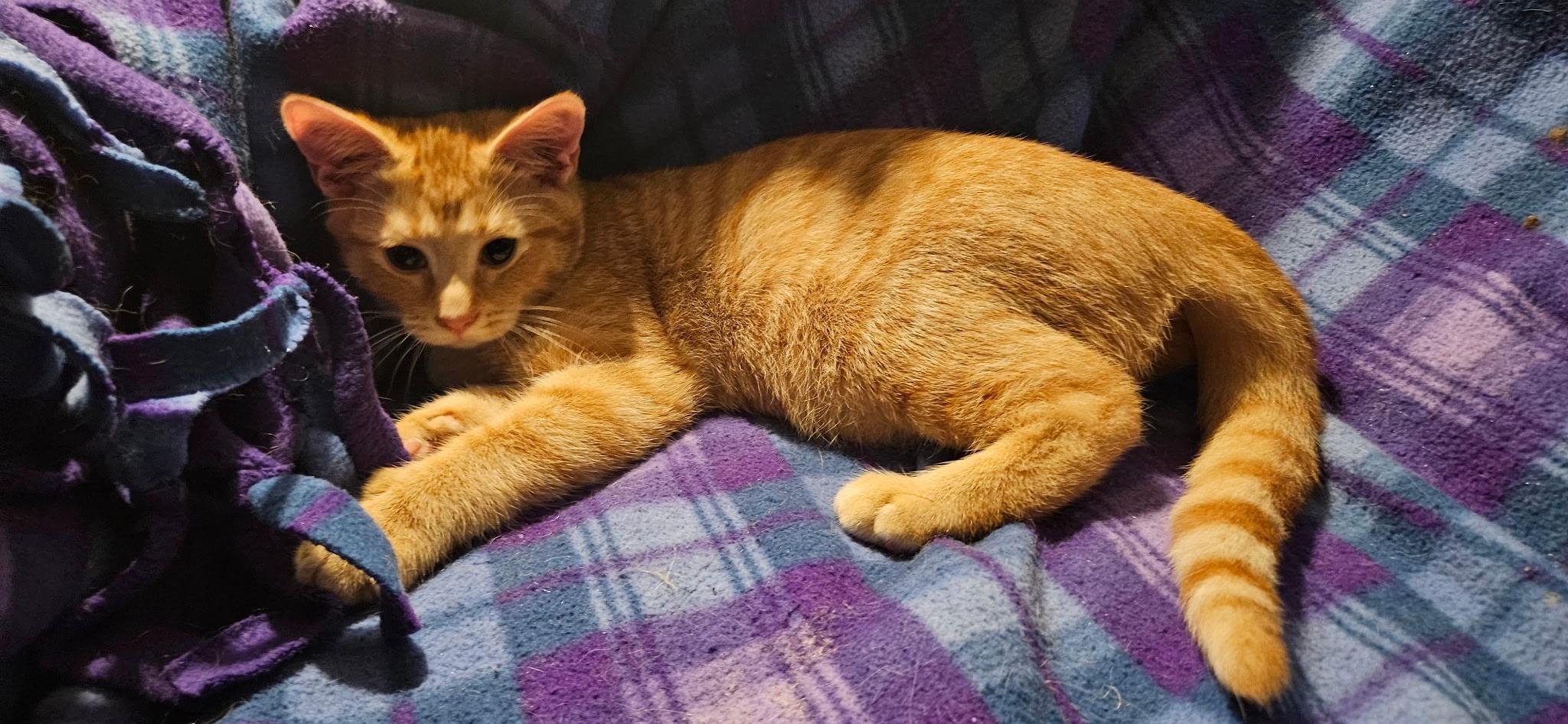 Enlarge Waylon, a Adopted Domestic Short Hair in Kirklin, IN image 5/5