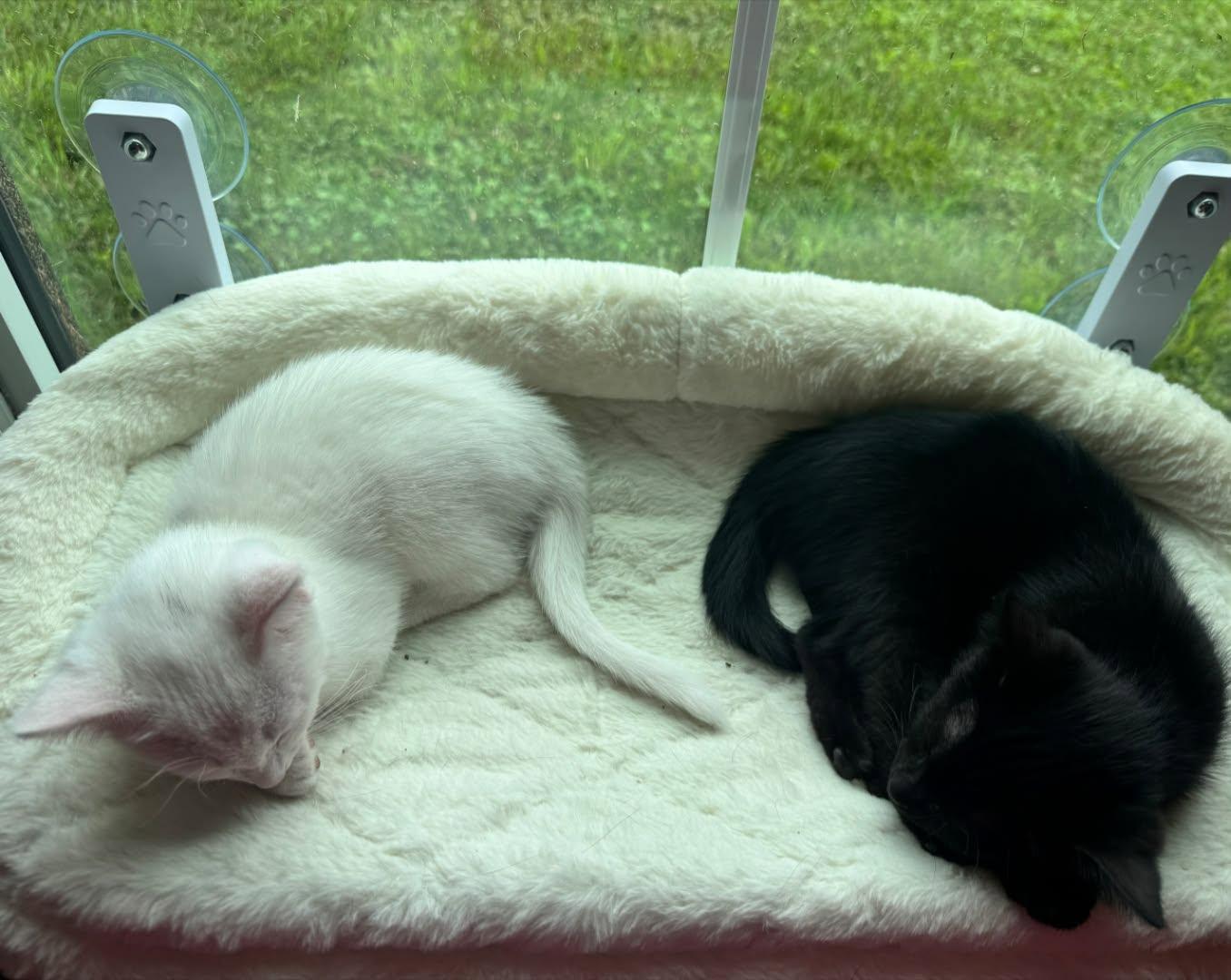 Enlarge Matilda, an adopted Domestic Short Hair in Winchester, KY image 2/3