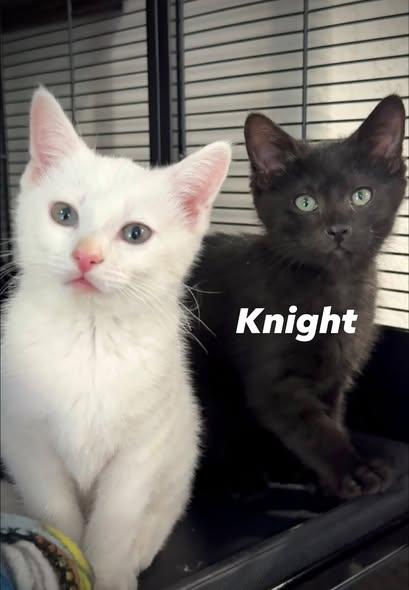 Enlarge Matilda, an adopted Domestic Short Hair in Winchester, KY image 3/3
