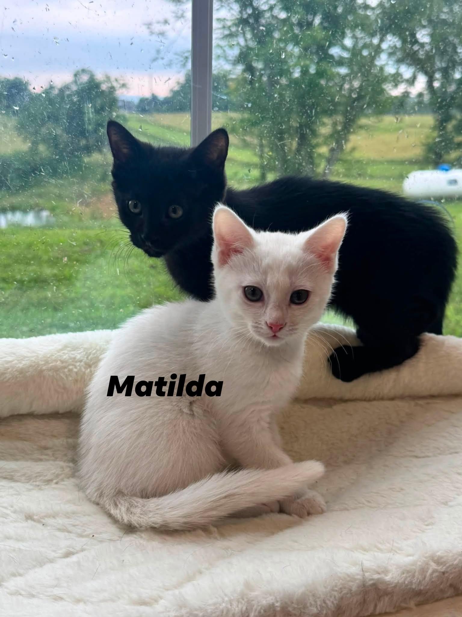 Matilda, adopted, Kitten Female Domestic Short Hair.