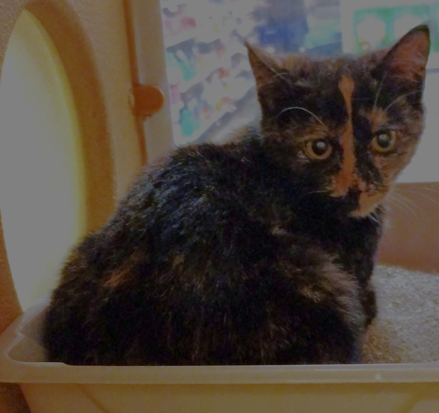 CB 6, adopted, Young Female Domestic Short Hair.