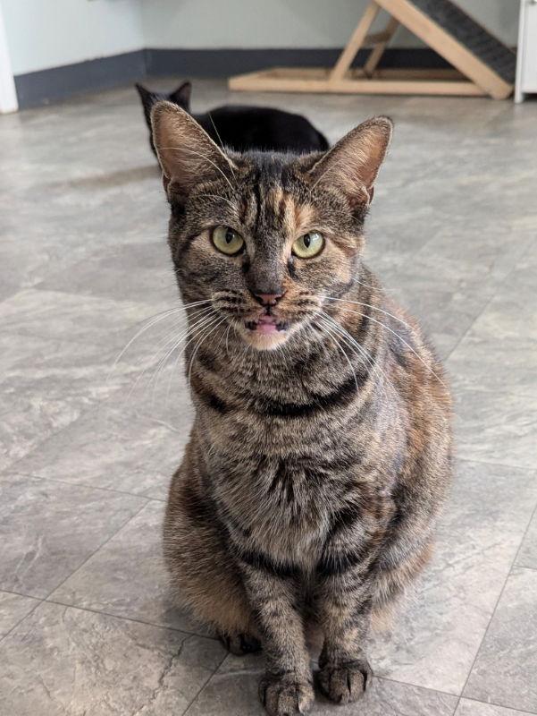 Enlarge Cecilia, a Adoptable mixed breed in Ocala, FL image 1/3