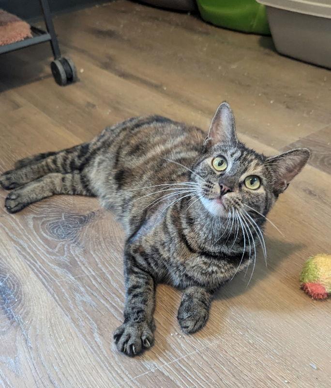 Enlarge Cecilia, a Adoptable mixed breed in Ocala, FL image 3/3