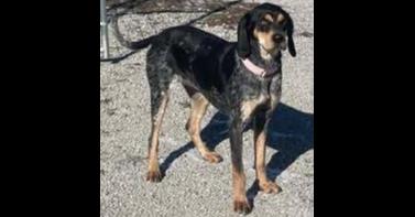 Molly, Adoptable, Adult Female Coonhound.
