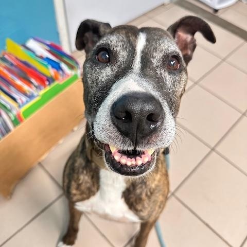 Tiger, Adoptable, Adult Male Mixed Breed.