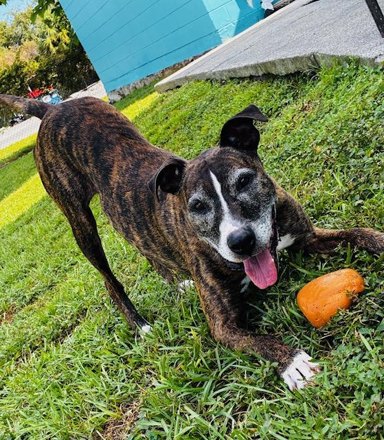 Tiger, Adoptable, Adult Male Mixed Breed.